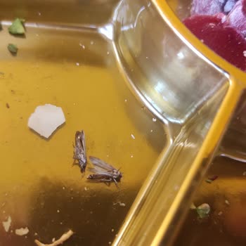 Tuğba Kuruyemiş Lokumdan Çıkan Kelebek Gibi Canlılar