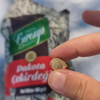 Çerezya Marka Dakota Çekirdeğinde Sümüklü Böcek Kabuğu Çıktı