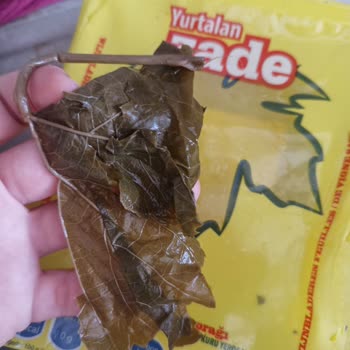 Yurtalan Yaprak Yurtalan Asma Yaprakları Bozuk