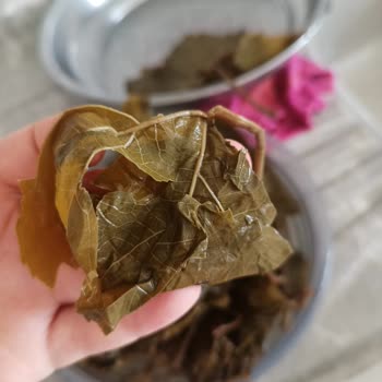 Yurtalan Yaprak Yurtalan Asma Yaprakları Bozuk