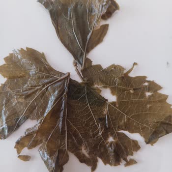 Yurtalan Yaprak Yurtalan Asma Yaprakları Bozuk