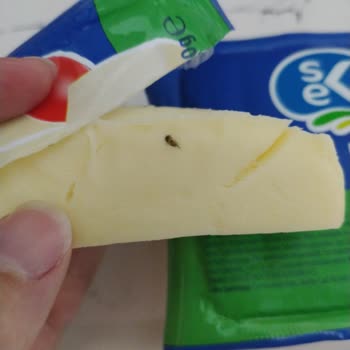 Sek Kaşar Peynirinden Böcek Çıktı