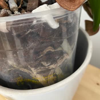 Ciceksepeti'nden Gelen Ölü Orkideler!