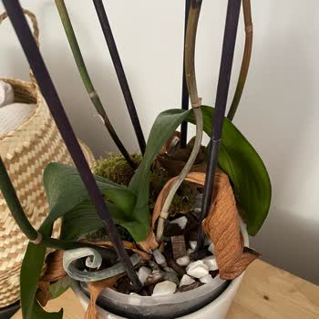 Ciceksepeti'nden Gelen Ölü Orkideler!