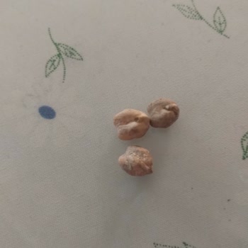 Yayla Bakliyat Yayla Koçbaşı Nohut Küflü Çıktı