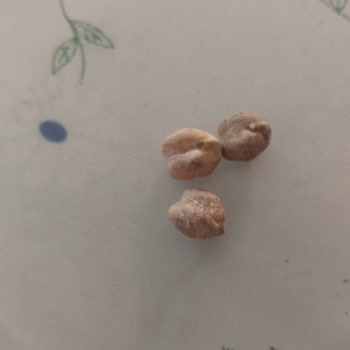 Yayla Bakliyat Yayla Koçbaşı Nohut Küflü Çıktı