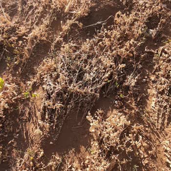 TARSİM Afet Bölgesi Köyümde Meydana Gelen Hasarlarımızı Ödemiyor