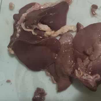 Banvit Tavuk Ciğeri Yeşil Lekeler Renk Değişikliği