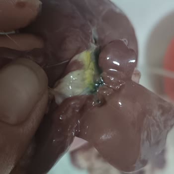 Banvit Tavuk Ciğeri Yeşil Lekeler Renk Değişikliği