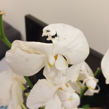 ÇiçekSepeti Çiçek Sepetinden Kötü Bir Deneyim