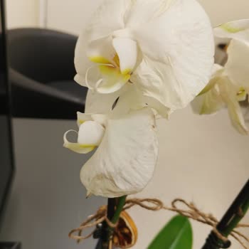 ÇiçekSepeti Çiçek Sepetinden Kötü Bir Deneyim