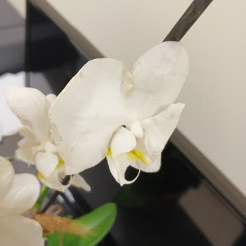 ÇiçekSepeti Çiçek Sepetinden Kötü Bir Deneyim