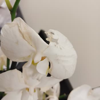 ÇiçekSepeti Çiçek Sepetinden Kötü Bir Deneyim