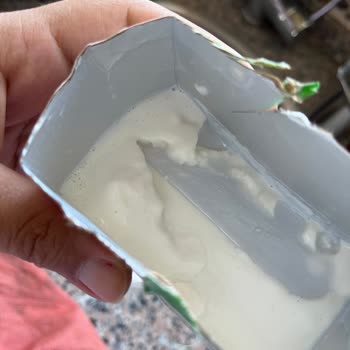 Pınar Sütte Oluşan Tortular