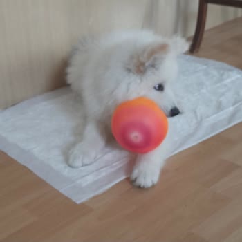 Jda Köpek Eğitim Merkezi & Danışmanlığı Vaat Edilen Şeyleri Yapmıyor