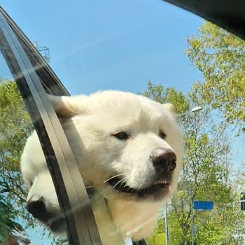Jda Köpek Eğitim Merkezi & Danışmanlığı Vaat Edilen Şeyleri Yapmıyor