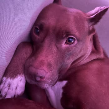 Jda Köpek Eğitim Merkezi & Danışmanlığı Vaat Edilen Şeyleri Yapmıyor