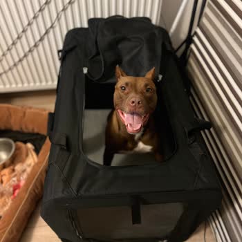 Jda Köpek Eğitim Merkezi & Danışmanlığı Vaat Edilen Şeyleri Yapmıyor