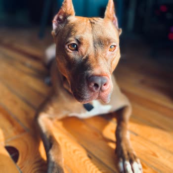 Jda Köpek Eğitim Merkezi & Danışmanlığı Vaat Edilen Şeyleri Yapmıyor