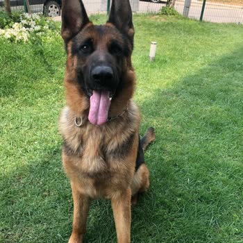 Jda Köpek Eğitim Merkezi & Danışmanlığı Vaat Edilen Şeyleri Yapmıyor