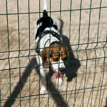 Jda Köpek Eğitim Merkezi & Danışmanlığı Vaat Edilen Şeyleri Yapmıyor