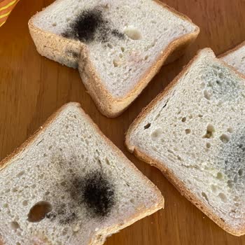 Yepaş Ekmek'te Küf Çıktı!