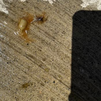 Lipton İce Tea'nin İçinden Böcek Ve Garip Şeyler Çıktı