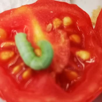 Kahve Dünyası Metroport Avm Şubesinin Kurtlu Sandviçleri