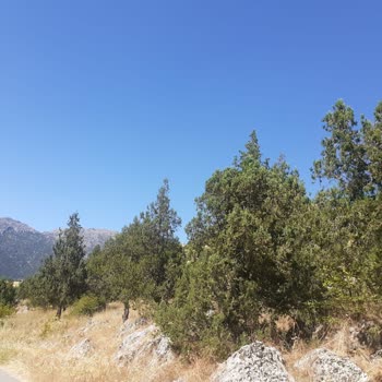 Ormanlık (Ardıç Ağacı) Alana TOKİ/AFAD Evleri Yapılmak İstenmesi