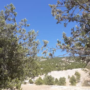 Ormanlık (Ardıç Ağacı) Alana TOKİ/AFAD Evleri Yapılmak İstenmesi