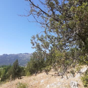 Ormanlık (Ardıç Ağacı) Alana TOKİ/AFAD Evleri Yapılmak İstenmesi