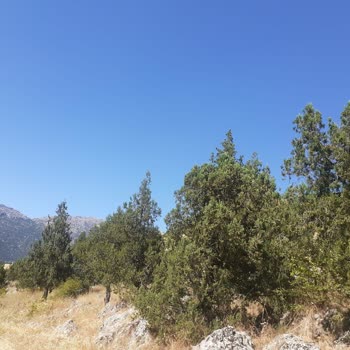 Ormanlık (Ardıç Ağacı) Alana TOKİ/AFAD Evleri Yapılmak İstenmesi