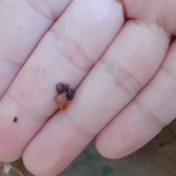 Fellas Foods Fıstık Ezmesinin İçinden Yabancı Madde Çıktı