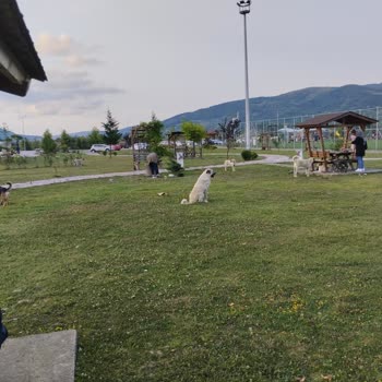 Çaycuma Belediyesi Parkta Köpeklerden Korkuyoruz