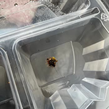 Fit House Omletten Çıkan Diken