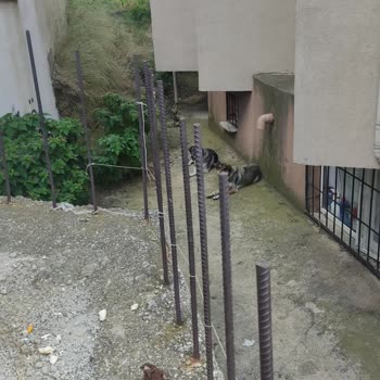 İBB - İstanbul Büyükşehir Belediyesi Başıboş Köpek Sorunu