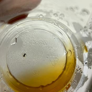 Coffy Kahvemden Karınca Çıktı