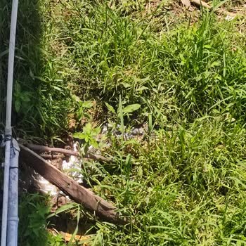 Saski Saski 1.5 Aydır Vidanjör Talebinin Sonuca Ulaşmaması!