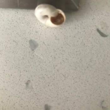 Hastel Gıda Hazır Kek İçinden Çıkan Cisim