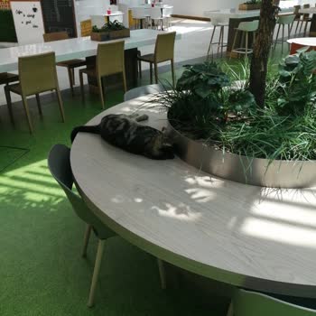 İBB - İstanbul Büyükşehir Belediyesi Marmara Forum AVM'nin Yemek Katında Kediler!