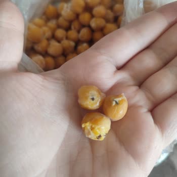 Yayla Bakliyat Yayla Nohut Böceklenmiş