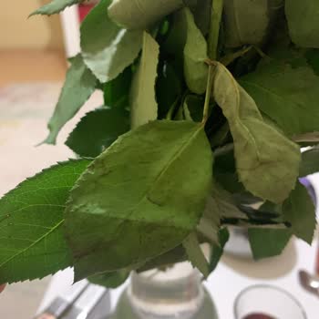 Çiçek Sepeti'nden Ot Gönderdiler