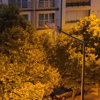 Mamak Belediyesi İlaçlama Ve Bakım Yetersizliği