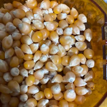 Anadolu Mutfağı Cin Mısırının İçinden Böcek Çıktı