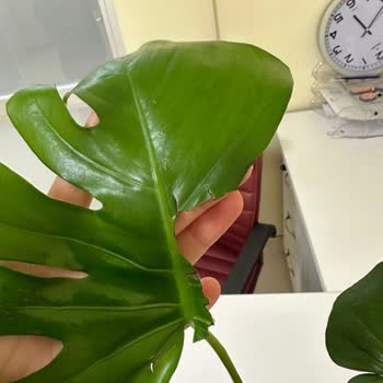 Çiçek Sepeti Kusurlu Ürün, Yanlış Teslimat, İlgisiz Müşteri Hizmetleri