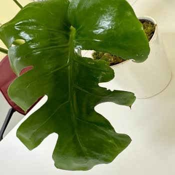 Çiçek Sepeti Kusurlu Ürün, Yanlış Teslimat, İlgisiz Müşteri Hizmetleri