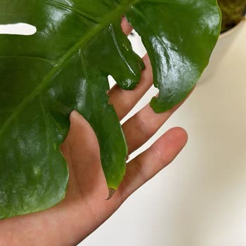 Çiçek Sepeti Kusurlu Ürün, Yanlış Teslimat, İlgisiz Müşteri Hizmetleri