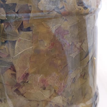 Erbaa. Yapragim60 (Instagram) 'dan Aldığım Yapraklarda Güneş Yanıkları Var