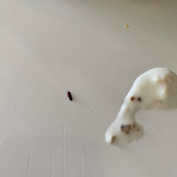 Eti Gıda Lifalif Yulaf Ezmesinden Böcek Çıktı