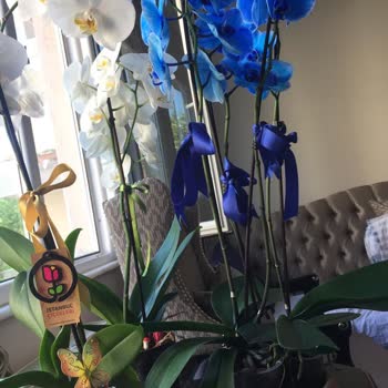 Çiçek Sepeti Farklı Ürün Gönderimi